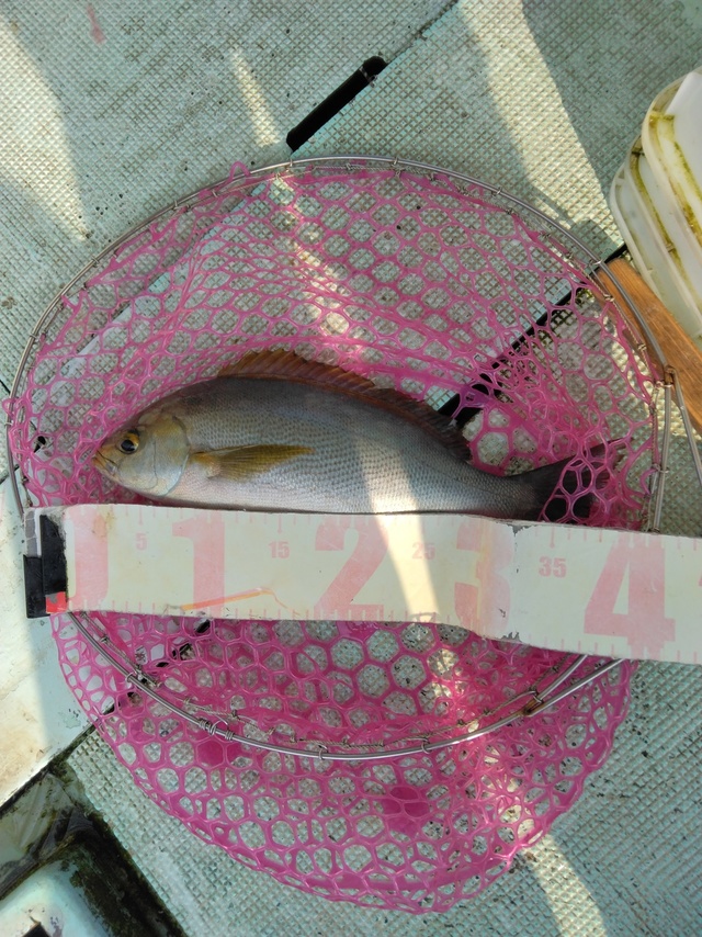 イサギ(イサキ)