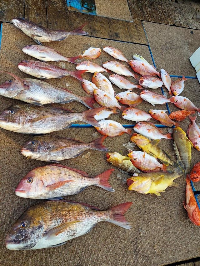 マダイ・レンコダイ(キダイ)・アオハタ