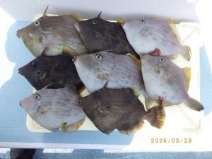 カワハギ