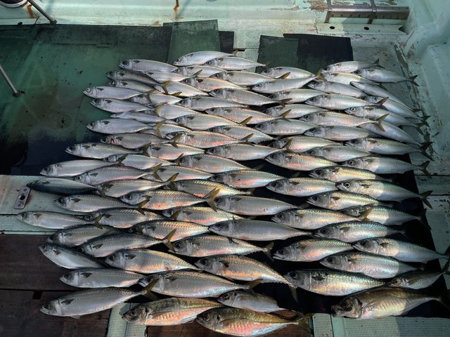 マアジ・マサバ