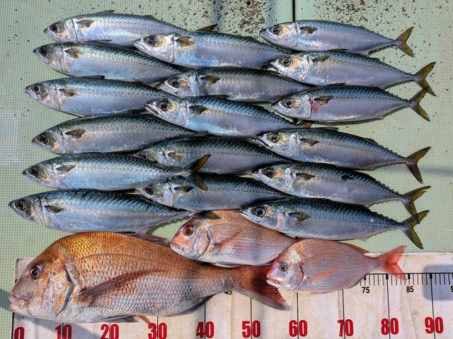 タイ(マダイ)・チダイ・マサバ