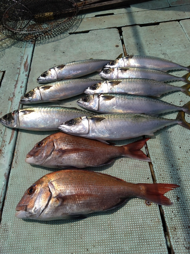 タイ(マダイ)・サバ(マサバ)