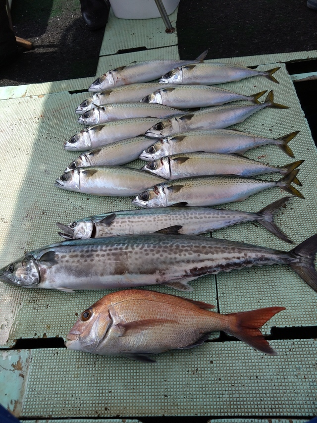 タイ(マダイ)・サバ(マサバ)・サワラ・サゴシ(サワラ)