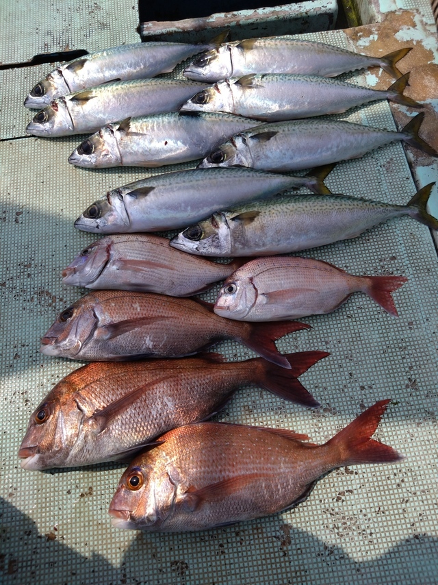 タイ(マダイ)・サバ(マサバ)