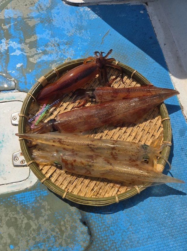 イカ(ヤリイカ)