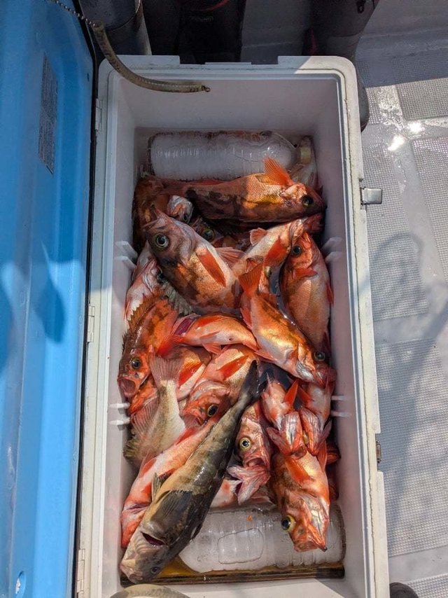 メバル・マゾイ(キツネメバル)・ホッケ