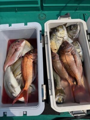 マダイ・シラタイ(ヘダイ)