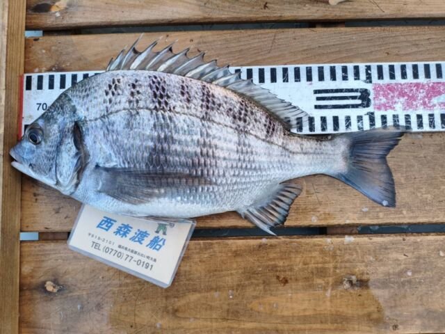 チヌ(クロダイ)