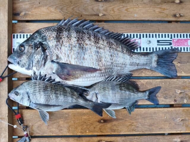 チヌ(クロダイ)