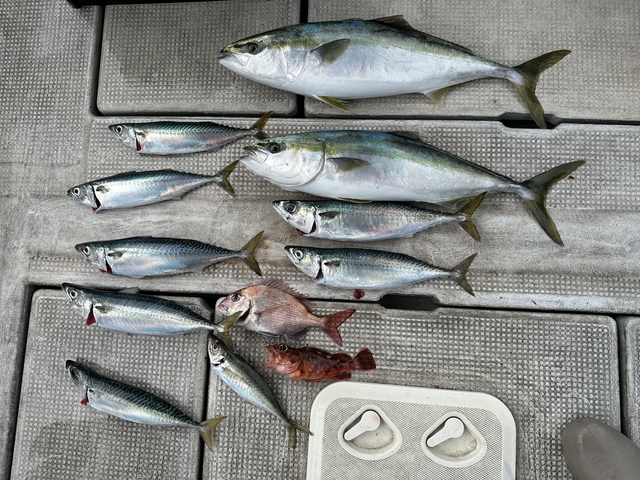 マダイ・アジ(マアジ)・メジロ(ブリ)・サバ(マサバ)・ガシラ(カサゴ)