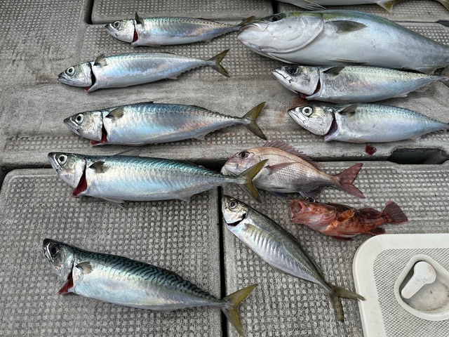 マダイ・アジ(マアジ)・メジロ(ブリ)・サバ(マサバ)・ガシラ(カサゴ)