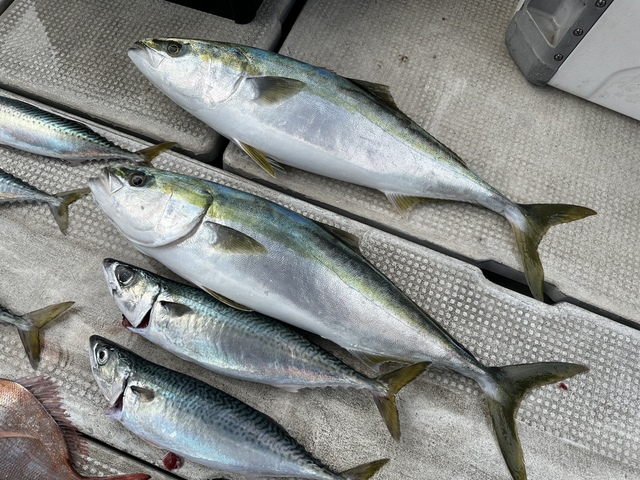 アジ(マアジ)・メジロ(ブリ)・サバ(マサバ)