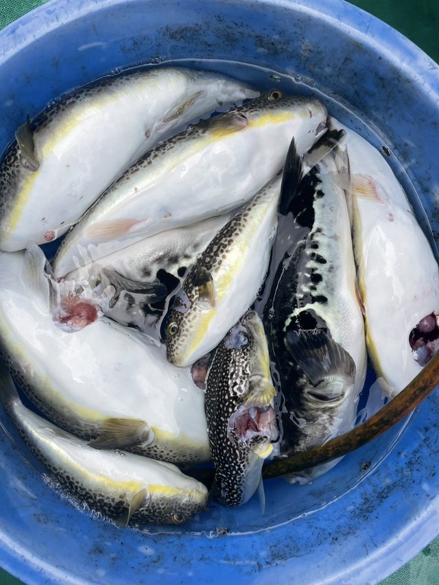 ショウサイフグ