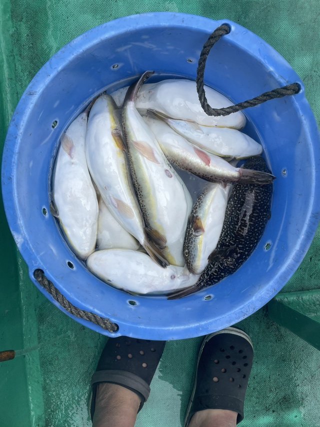 ショウサイフグ