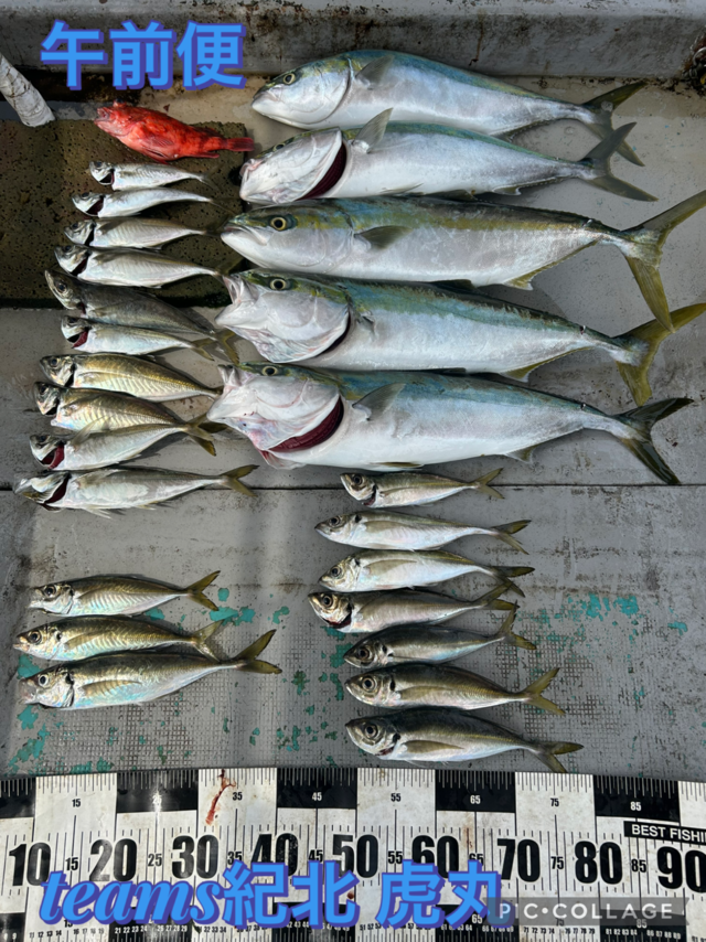 アジ(マアジ)・メジロ(ブリ)・ガシラ(カサゴ)