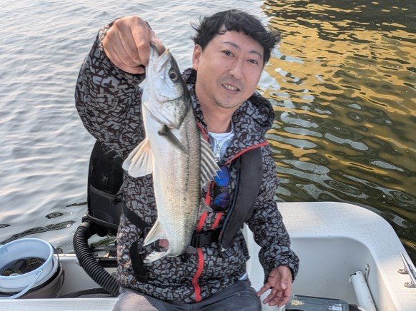 シーバス(スズキ)