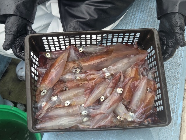 マルイカ(ケンサキイカ)