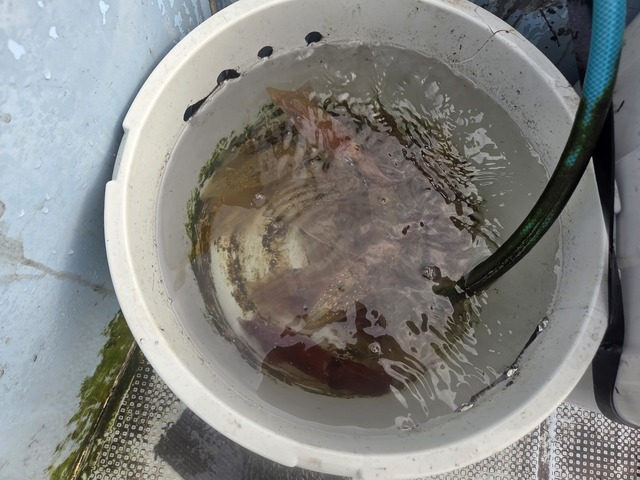 マルイカ(ケンサキイカ)