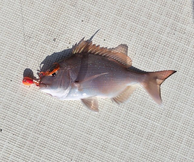 チャリコ(マダイ)