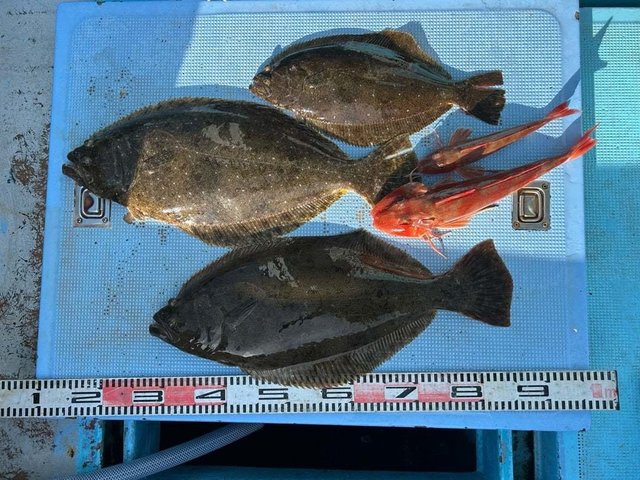 ホウボウ・ヒラメ