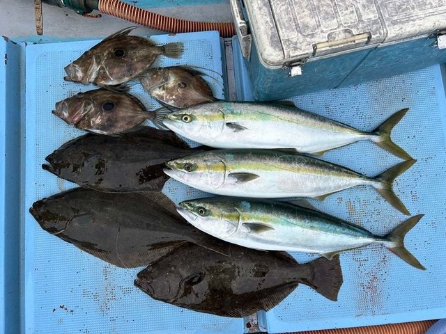 ワラサ(ブリ)・ヒラメ・マトウダイ