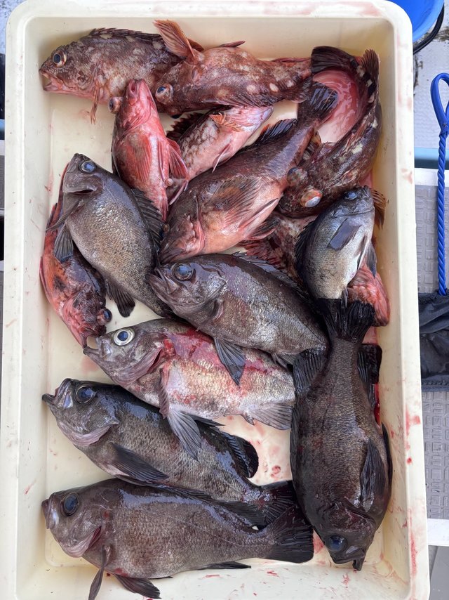 ガシラ(カサゴ)・メバル