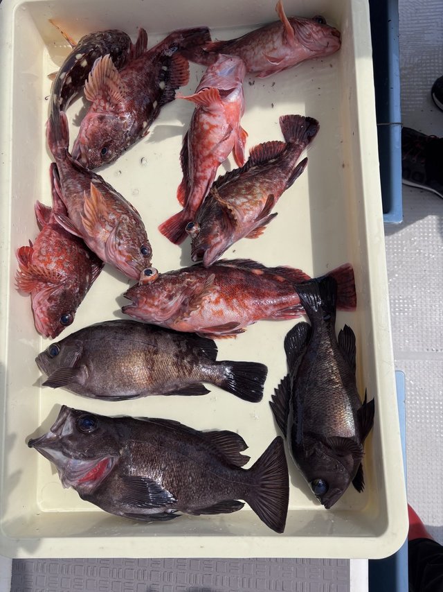 ガシラ(カサゴ)・メバル