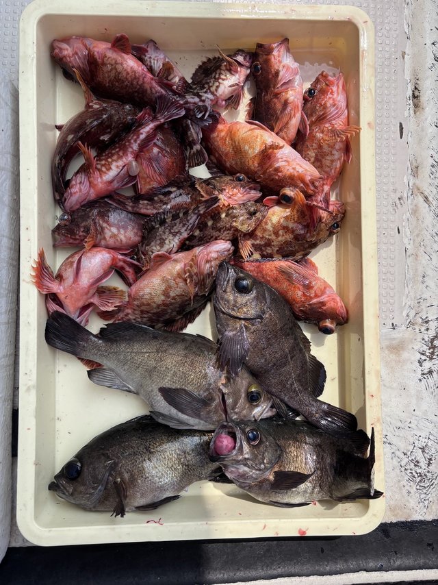 ガシラ(カサゴ)・メバル