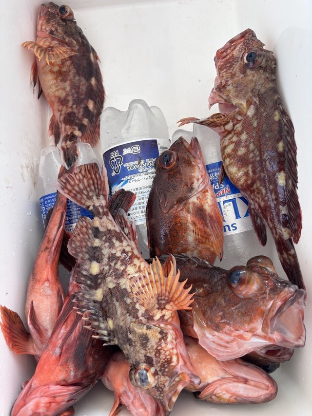 ガシラ(カサゴ)