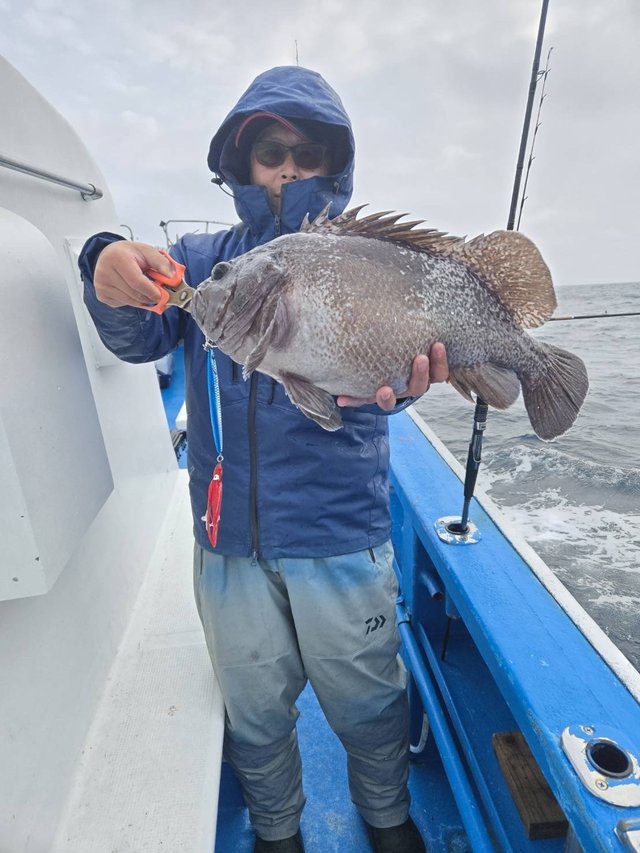 マゾイ(キツネメバル)