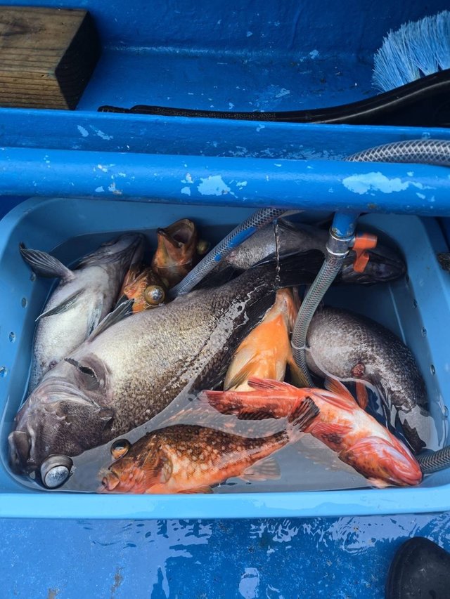 マゾイ(キツネメバル)