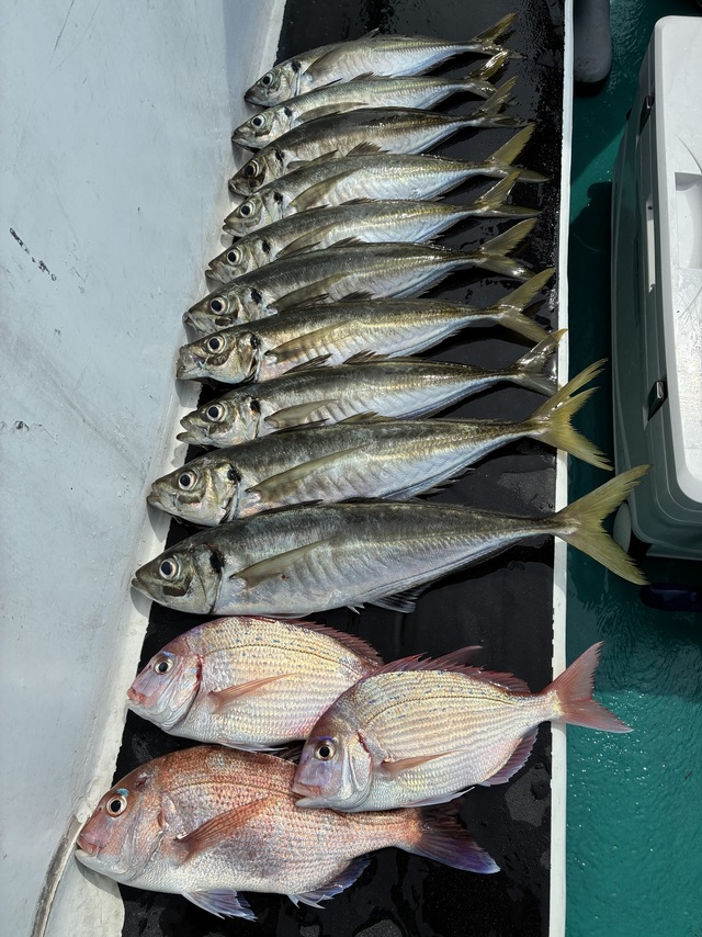 マダイ・マアジ