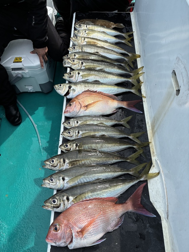 マダイ・マアジ