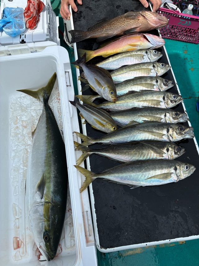 マダイ・オオモンハタ・マアジ・ブリ