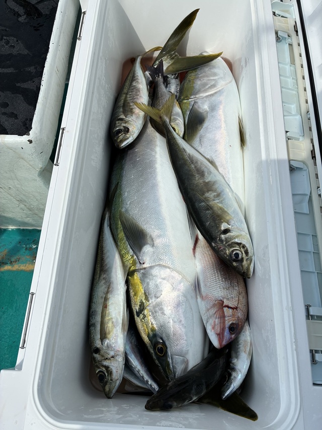 マダイ・マアジ・ブリ