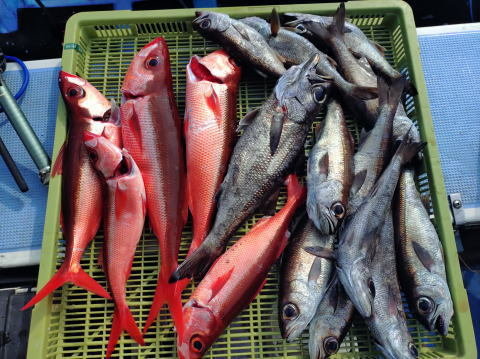 クロムツ・ハチビキ