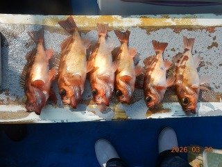 オキメバル(ウスメバル)