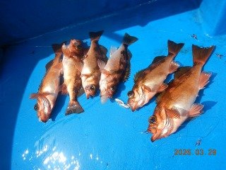 オキメバル(ウスメバル)