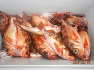 オキメバル(ウスメバル)