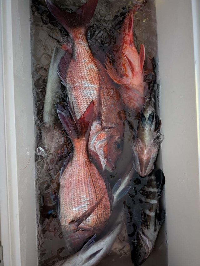 マダイ・ハタ(マハタ)