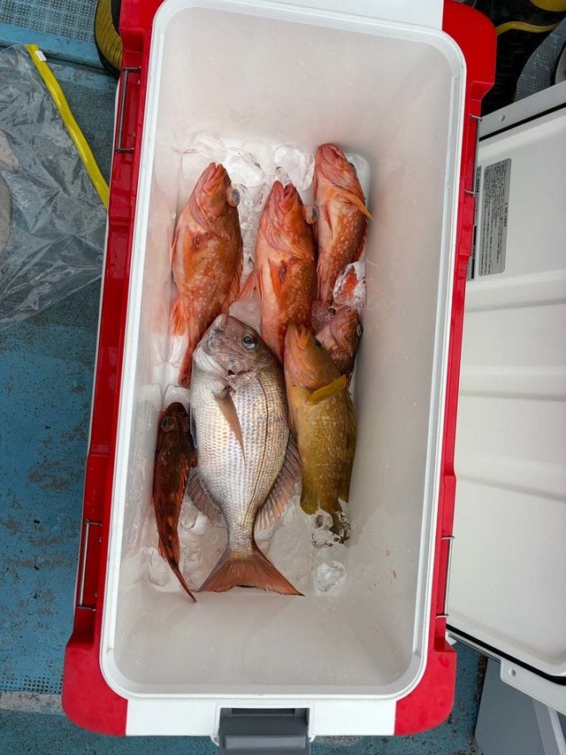 マダイ・キジハタ・カサゴ