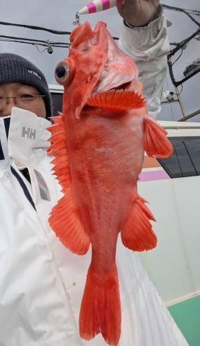 メヌケ(アコウダイ)