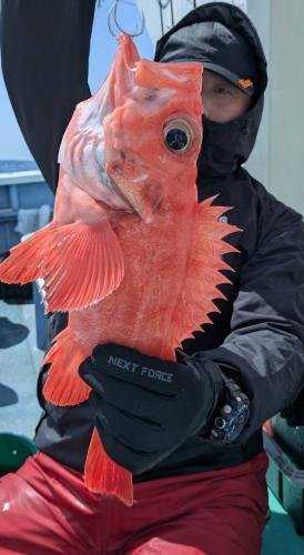 メヌケ(アコウダイ)