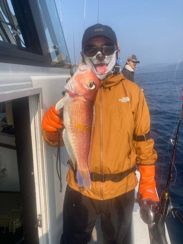 アマダイ(アカアマダイ)