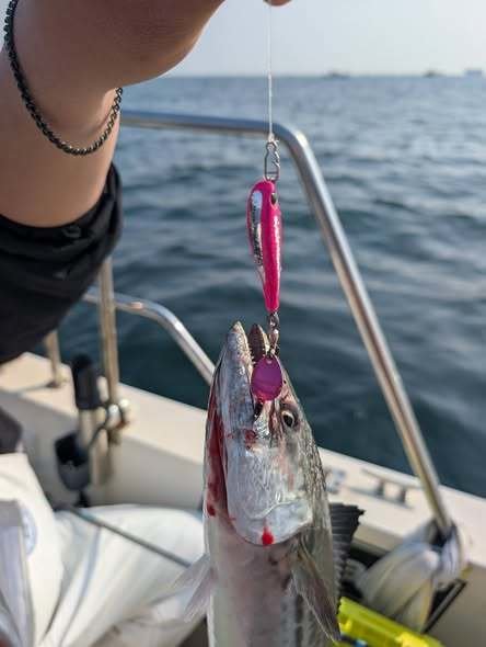 サゴシ(サワラ)