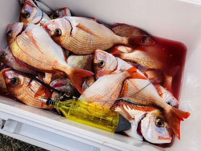 ハナダイ(チダイ)