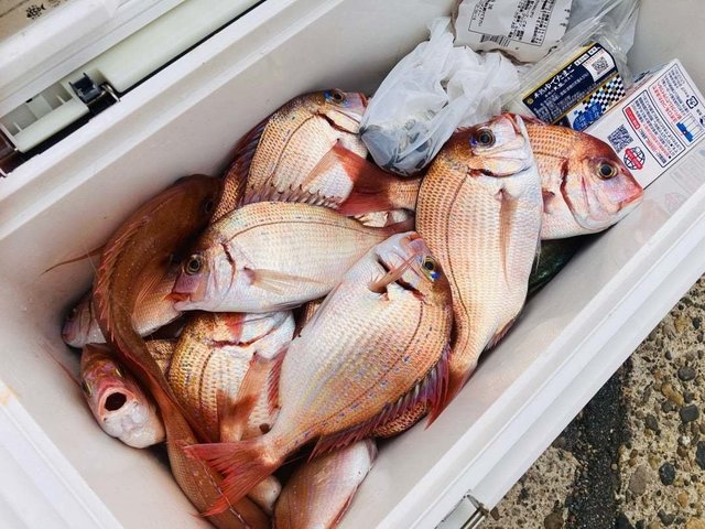 ハナダイ(チダイ)