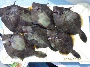 カワハギ