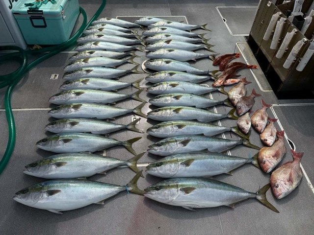 マダイ・ハマチ(ブリ)・ホウボウ