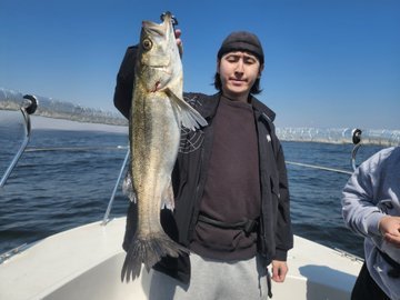 シーバス(スズキ)